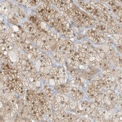 ZBTB41 Antibody, Novus Biologicals 0.1mL; Unlabeled:Antibodies, Polyclonal